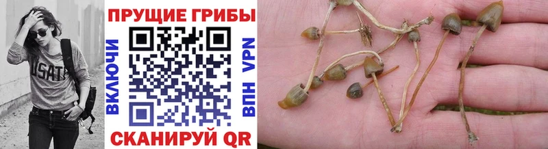 Галлюциногенные грибы Psilocybe  где можно купить   Усолье 